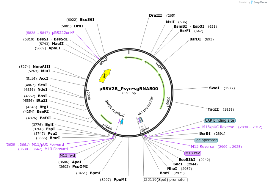 149558-plasmid-map-sequence-id-306830