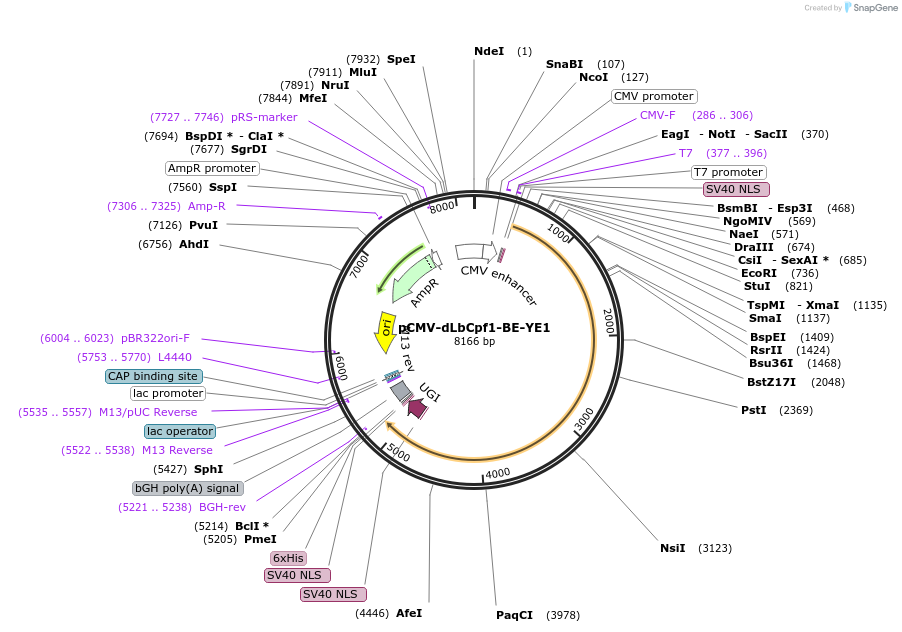 154145-plasmid-map-sequence-id-306832