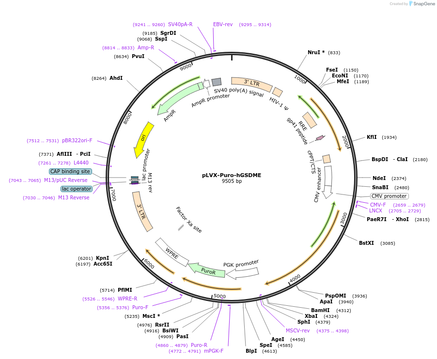 154876-plasmid-map-sequence-id-306835