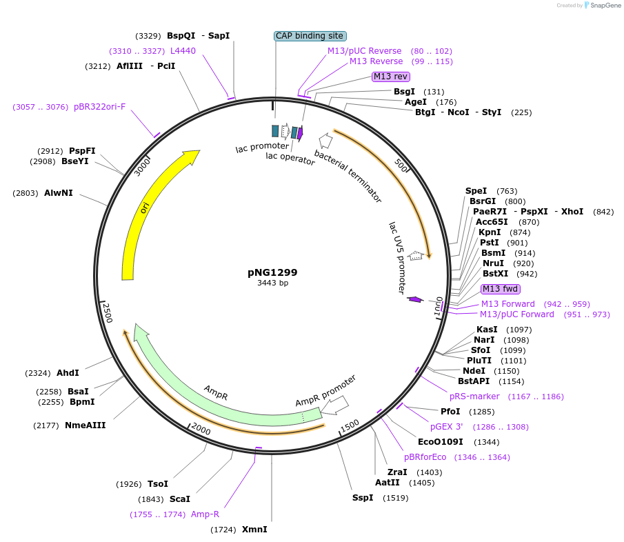 149709-plasmid-map-sequence-id-306846