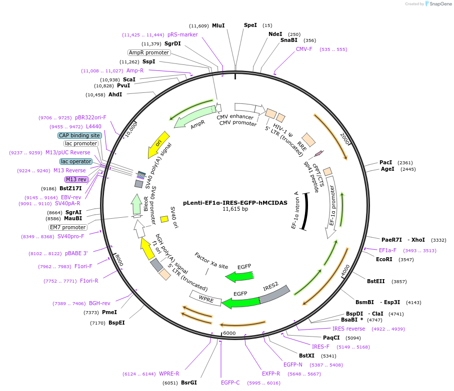 149696-plasmid-map-sequence-id-306847