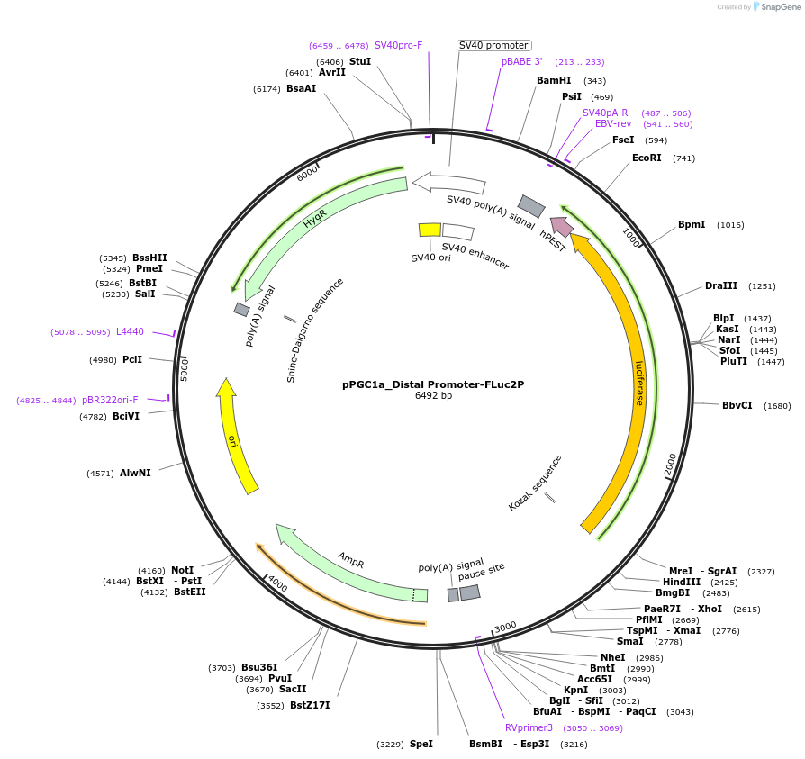 154260-plasmid-map-sequence-id-306859