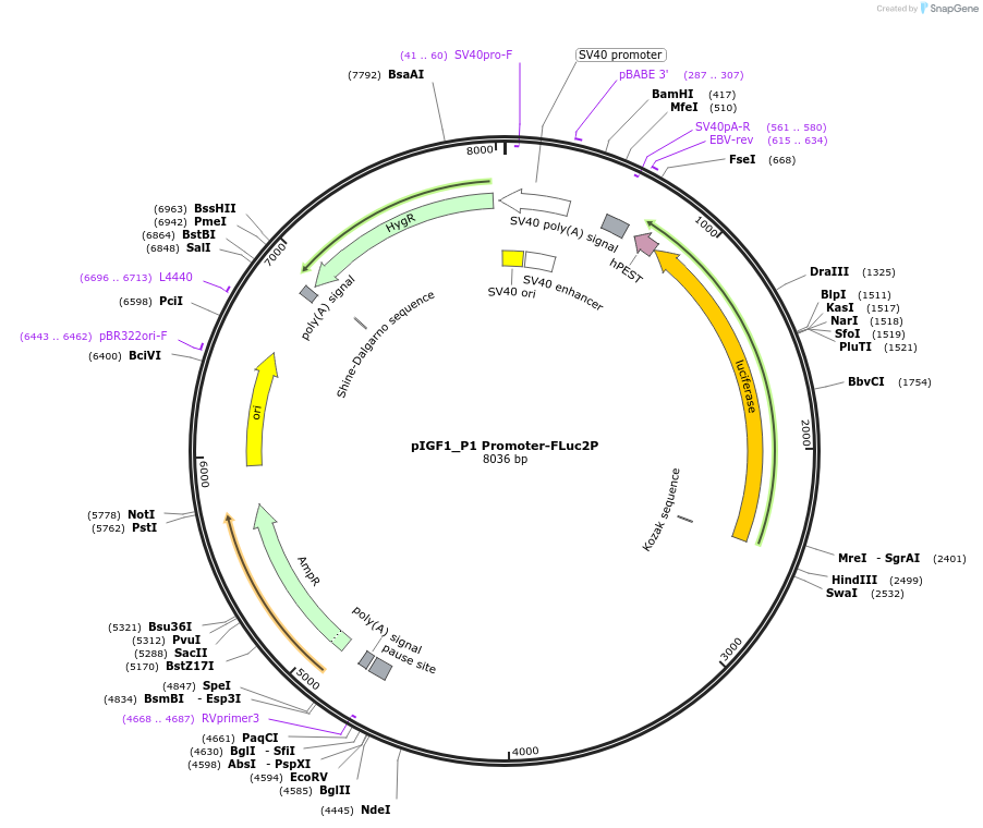 154261-plasmid-map-sequence-id-306860