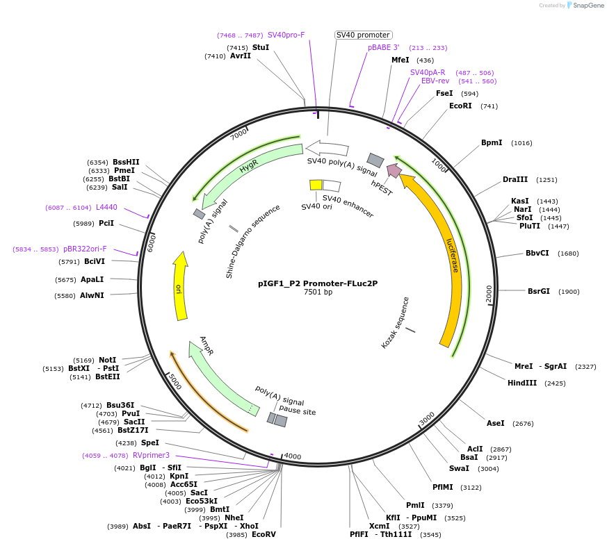154262-plasmid-map-sequence-id-306861