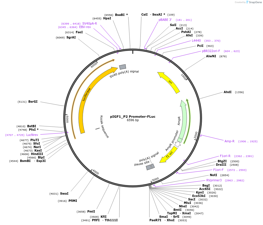 154267-plasmid-map-sequence-id-306871