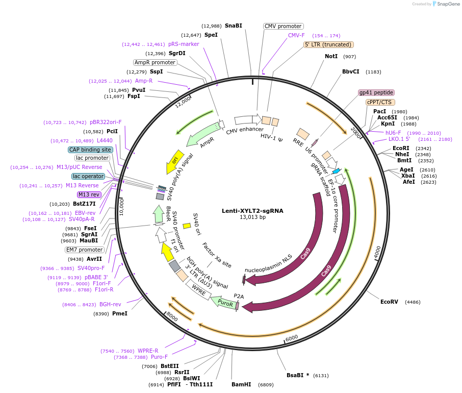 154862-plasmid-map-sequence-id-306878