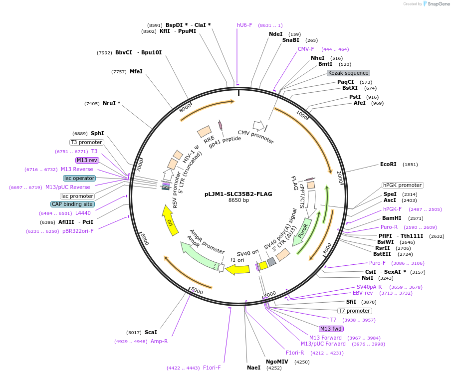 154863-plasmid-map-sequence-id-306879