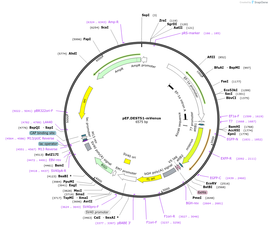 154899-plasmid-map-sequence-id-306898