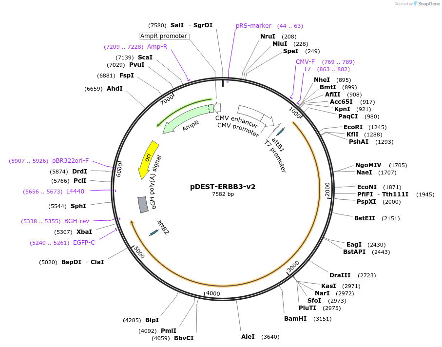 154894-plasmid-map-sequence-id-306902