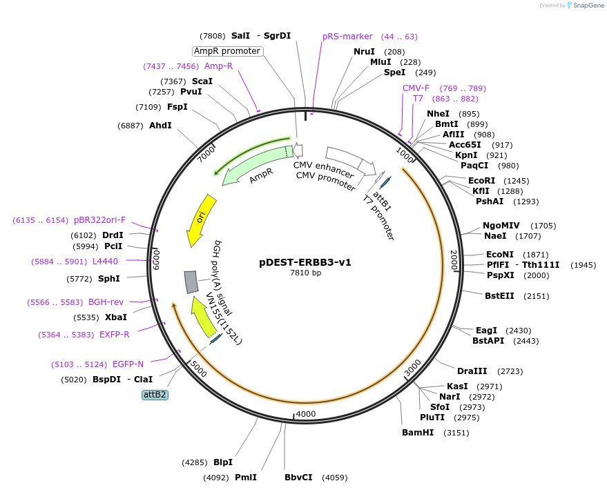 154893-plasmid-map-sequence-id-306903