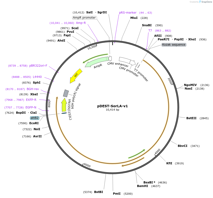 154892-plasmid-map-sequence-id-306906