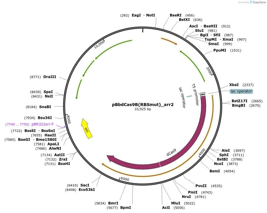 149579-plasmid-map-sequence-id-306907