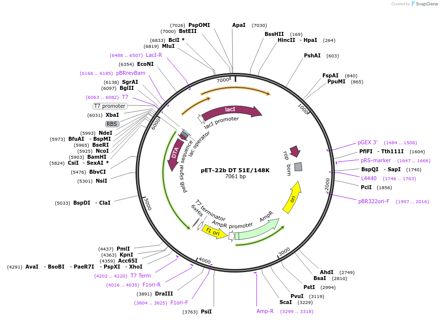 11081-plasmid-map-sequence-id-306912