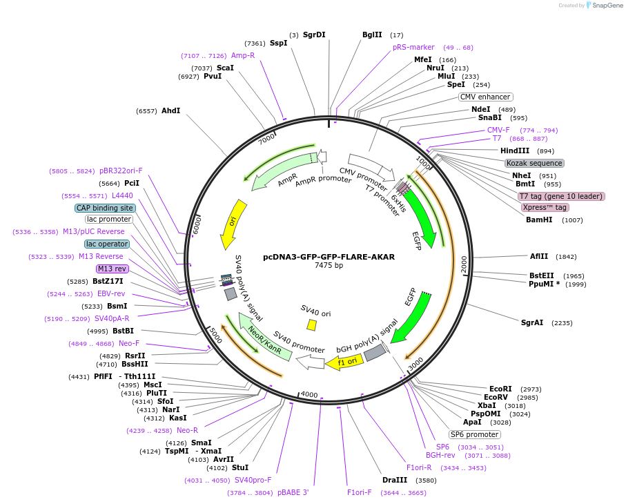 123332-plasmid-map-sequence-id-306919