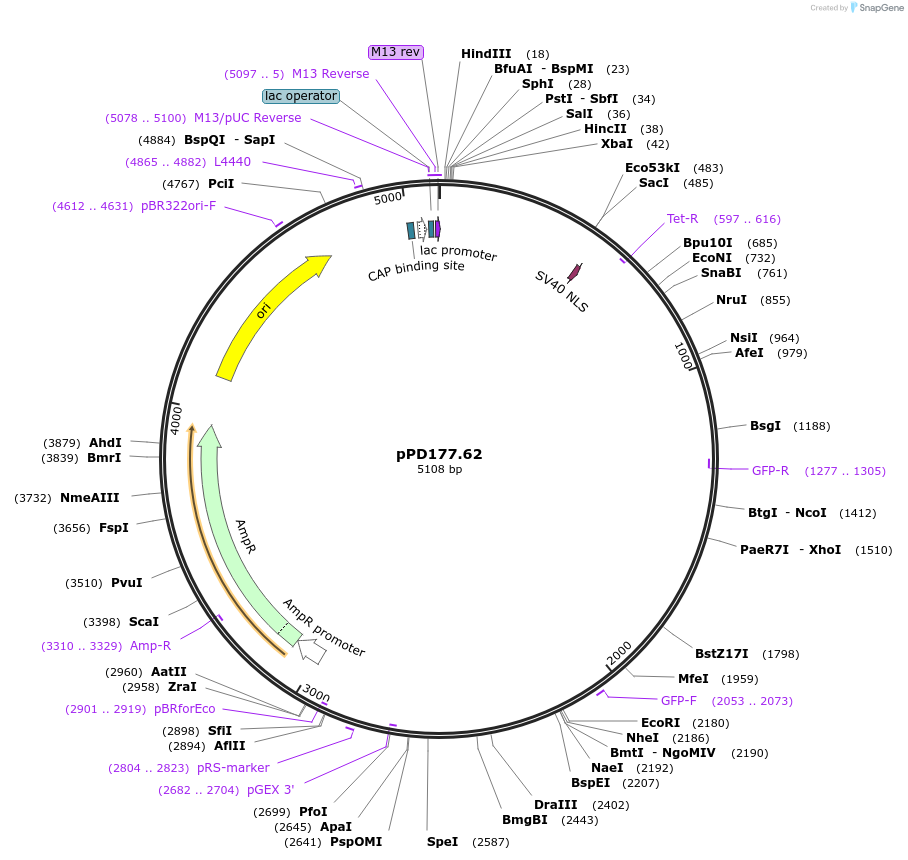 1701-plasmid-map-sequence-id-307
