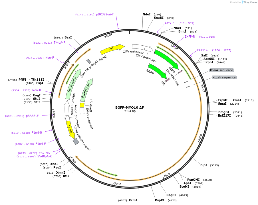 145816-plasmid-map-sequence-id-307038