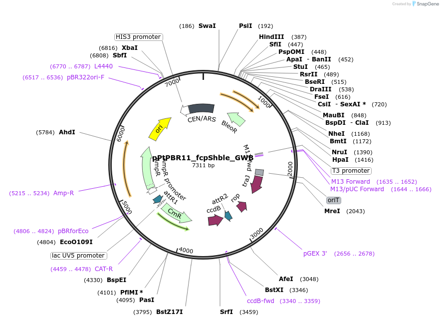 154031-plasmid-map-sequence-id-307050