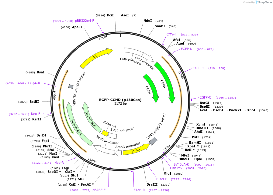 145132-plasmid-map-sequence-id-307052
