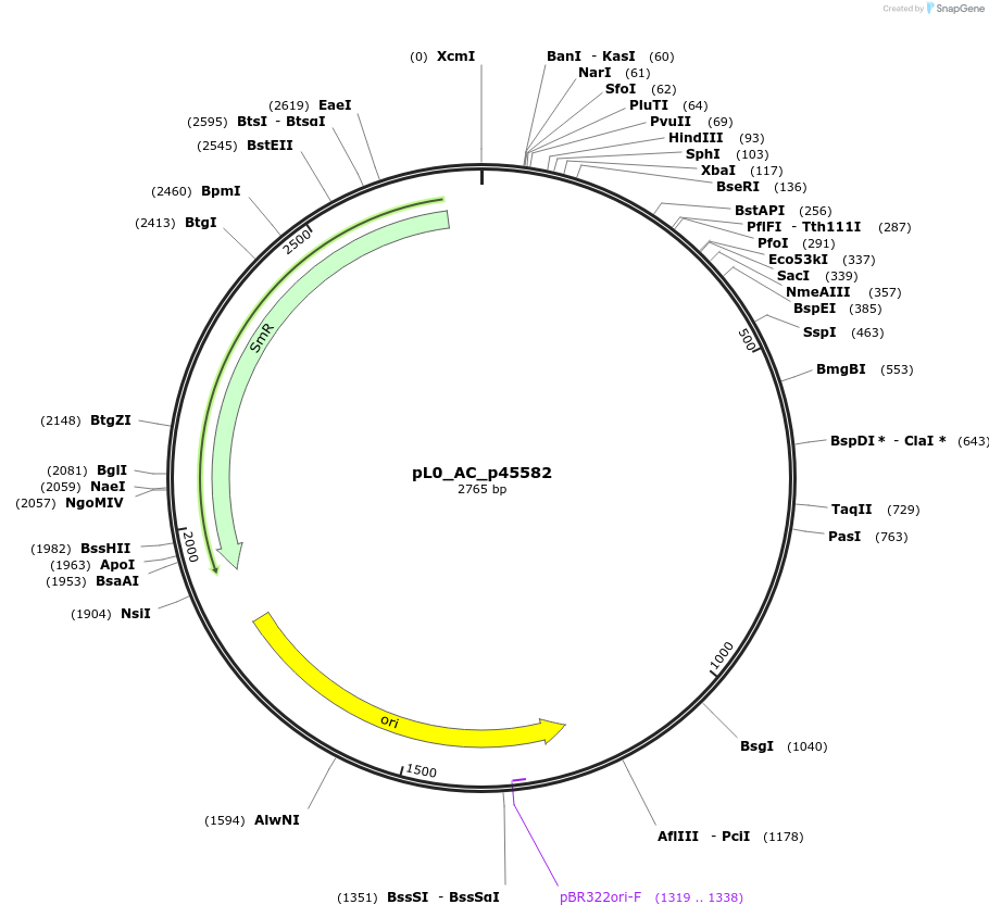 154036-plasmid-map-sequence-id-307054