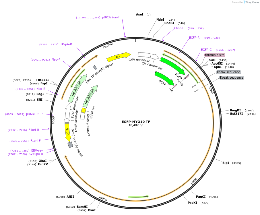 145141-plasmid-map-sequence-id-307056