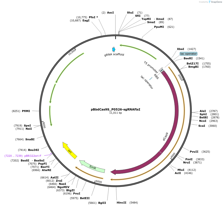149650-plasmid-map-sequence-id-307060