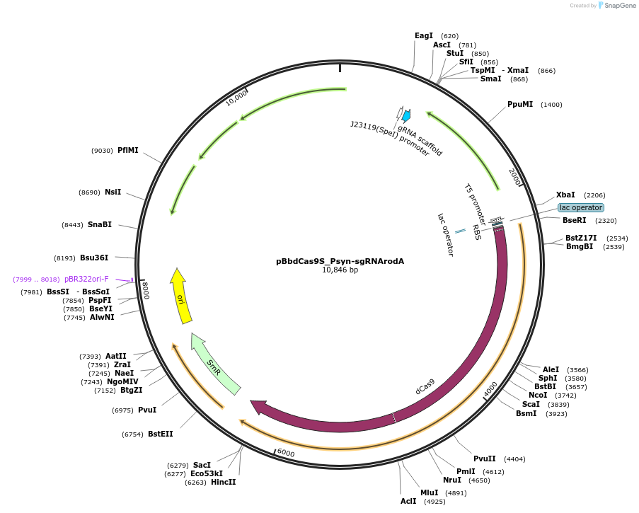 149655-plasmid-map-sequence-id-307061