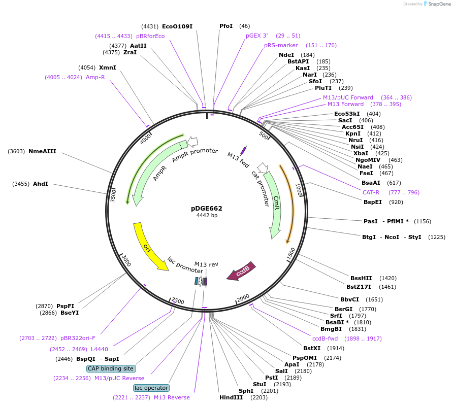 153260-plasmid-map-sequence-id-307062