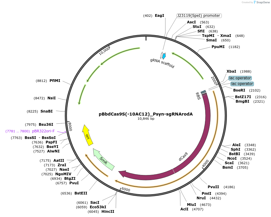 149661-plasmid-map-sequence-id-307063