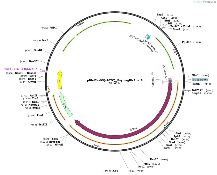 149657-plasmid-map-sequence-id-307064