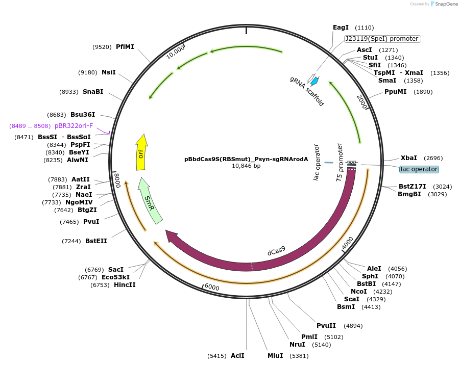 149656-plasmid-map-sequence-id-307065