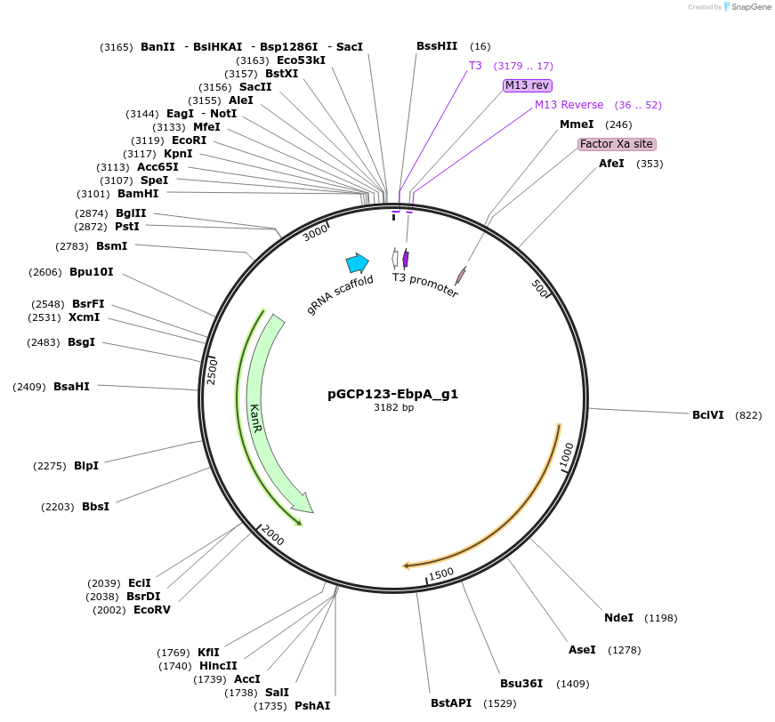 153517-plasmid-map-sequence-id-307072