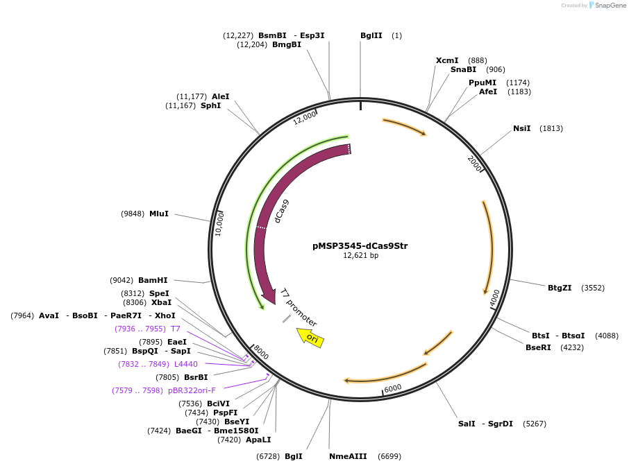 153516-plasmid-map-sequence-id-307073