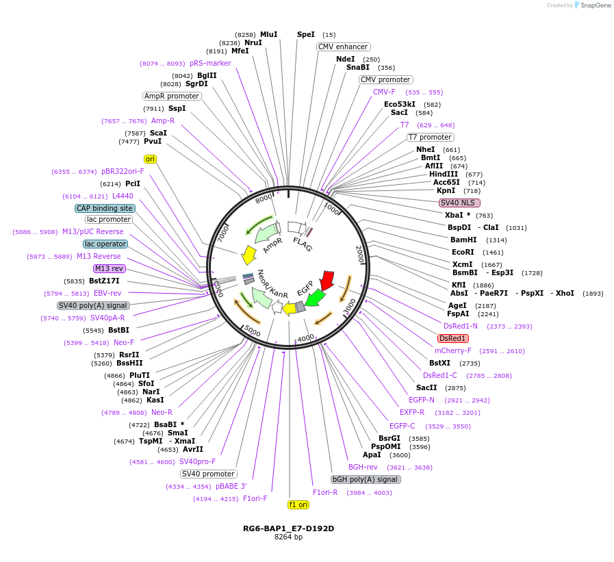 154024-plasmid-map-sequence-id-307075