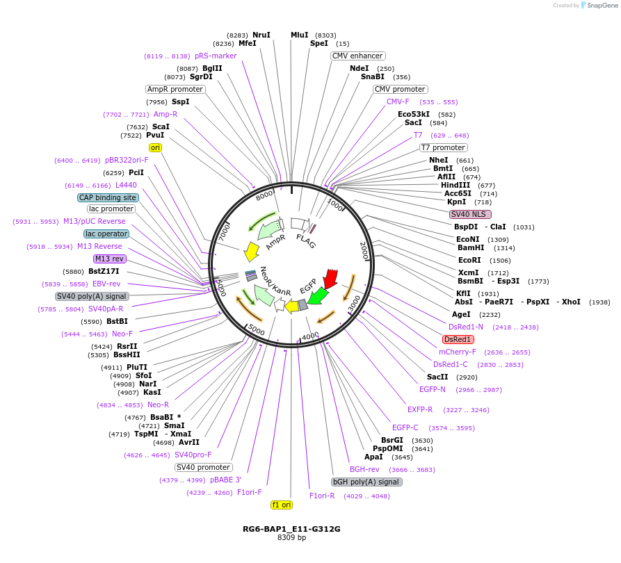 154026-plasmid-map-sequence-id-307080