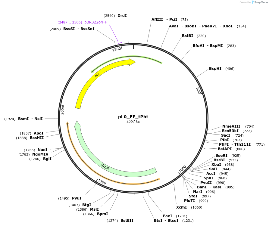 154043-plasmid-map-sequence-id-307081