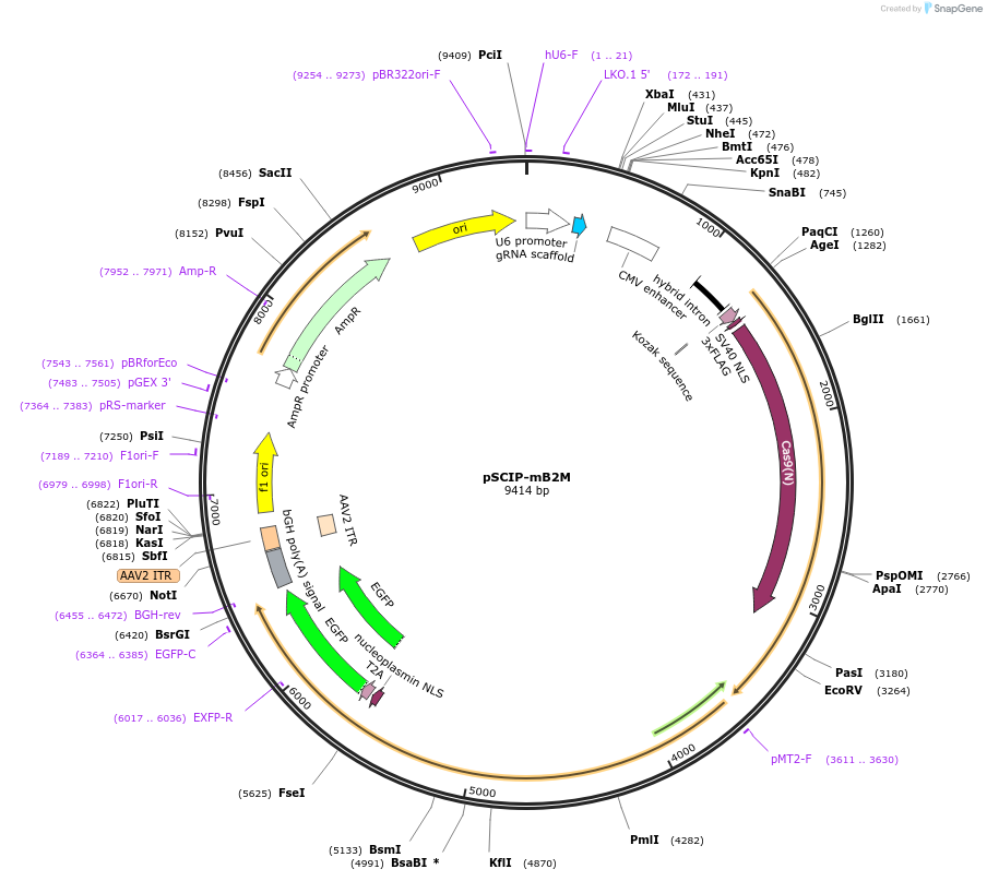 154091-plasmid-map-sequence-id-307093