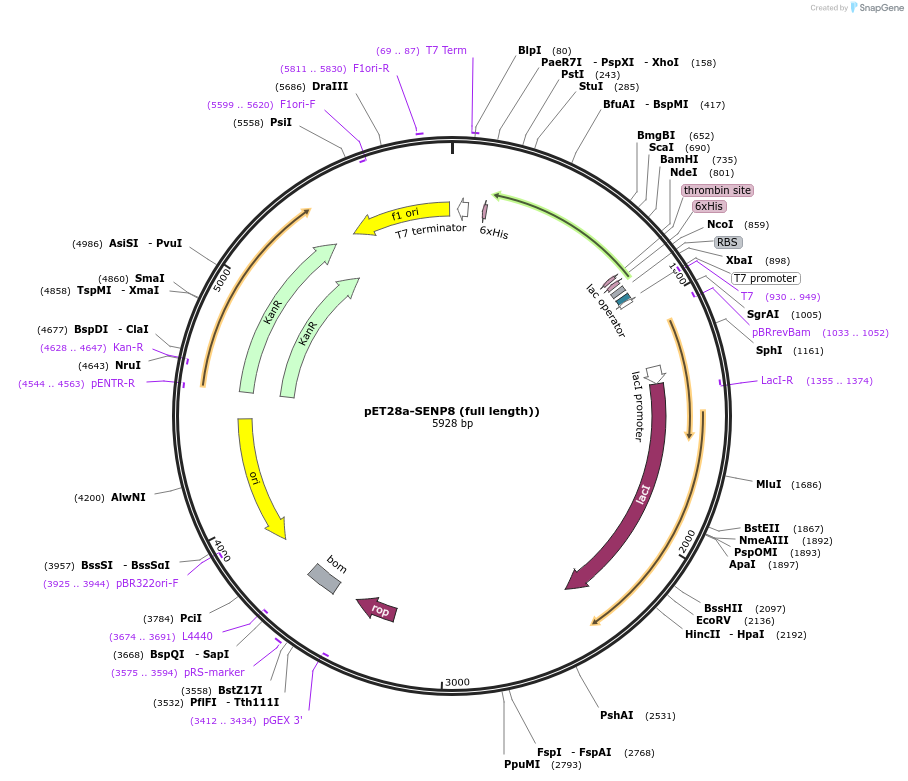16361-plasmid-map-sequence-id-307095
