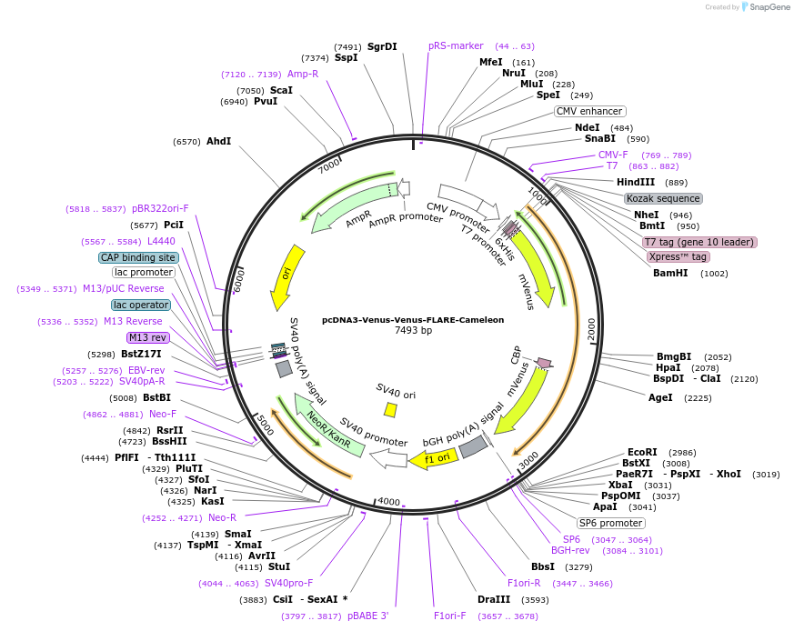 123351-plasmid-map-sequence-id-307106