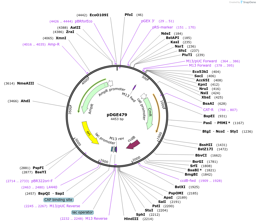 153270-plasmid-map-sequence-id-307108