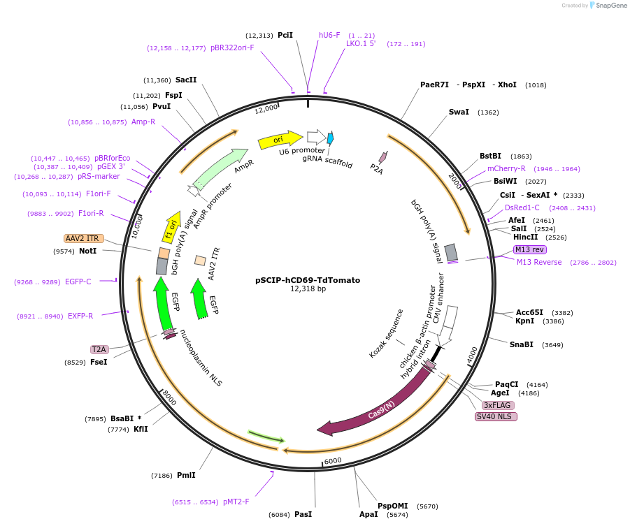 154095-plasmid-map-sequence-id-307109