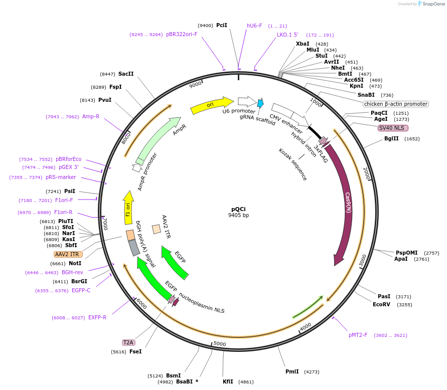 154345-plasmid-map-sequence-id-307110