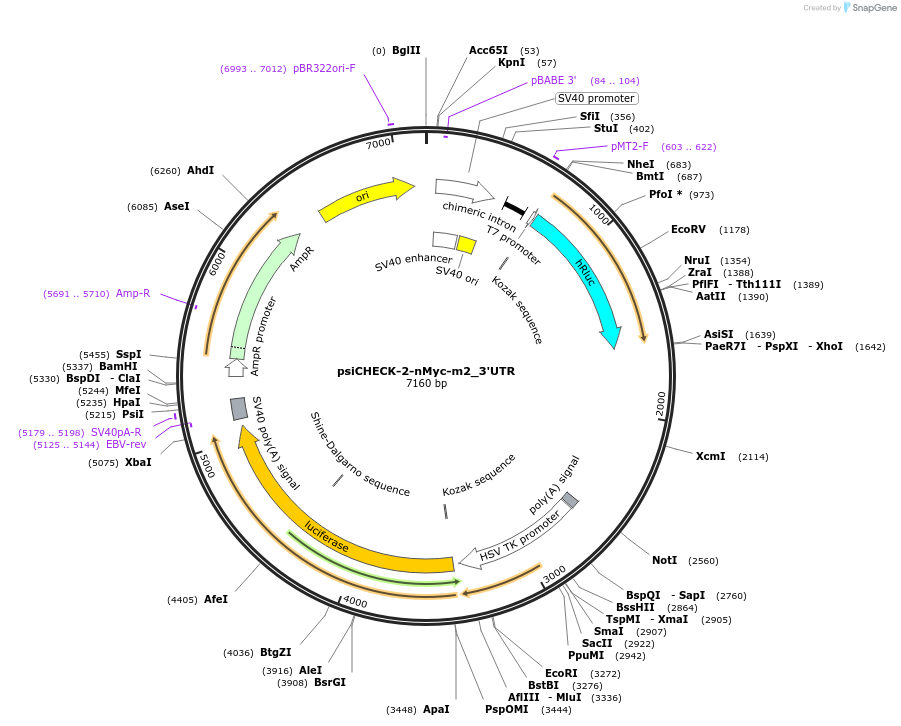 31860-plasmid-map-sequence-id-307132