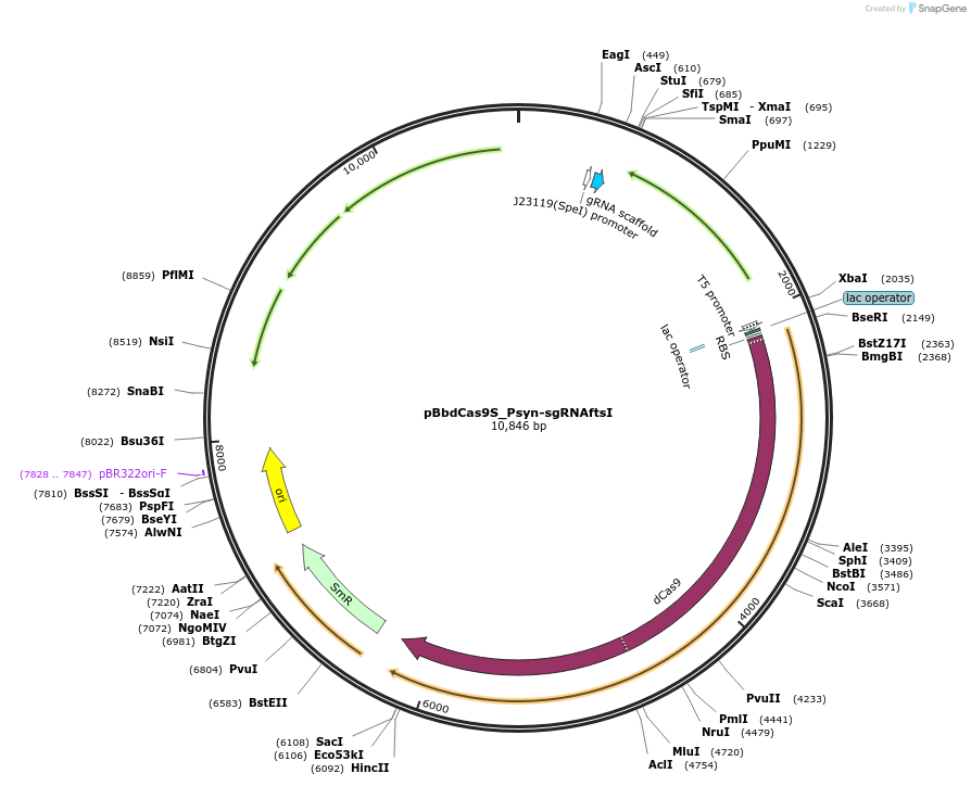 149649-plasmid-map-sequence-id-307138