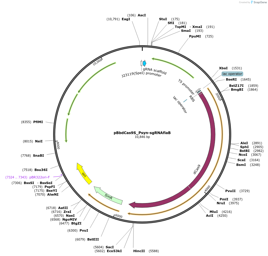 149642-plasmid-map-sequence-id-307142