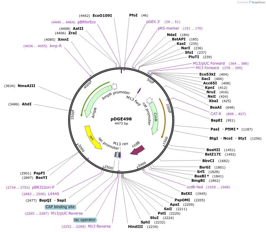 153271-plasmid-map-sequence-id-307143