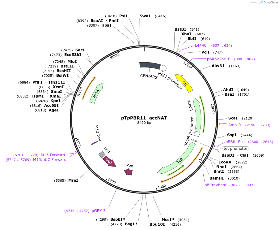 154034-plasmid-map-sequence-id-307157