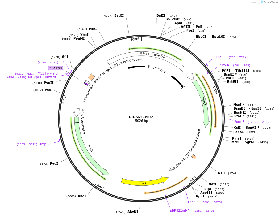 154884-plasmid-map-sequence-id-307160