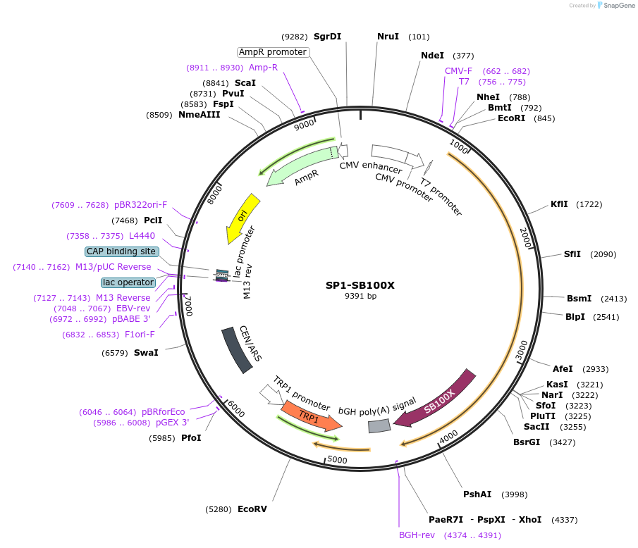 154887-plasmid-map-sequence-id-307162