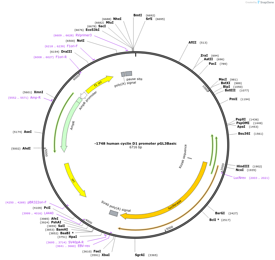 32726-plasmid-map-sequence-id-307163
