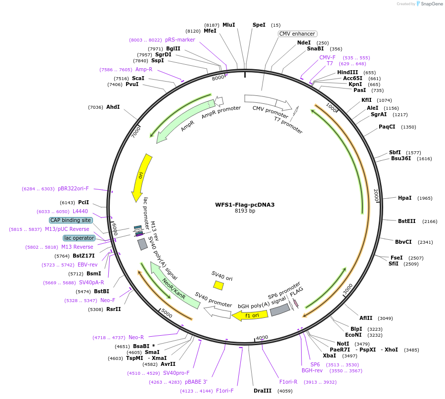 13011-plasmid-map-sequence-id-307164